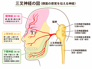 頭蓋骨の縫合の微細な歪み